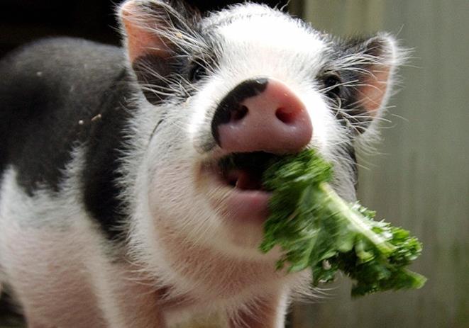 猪拱白菜,猪拱白菜动态图表情包
